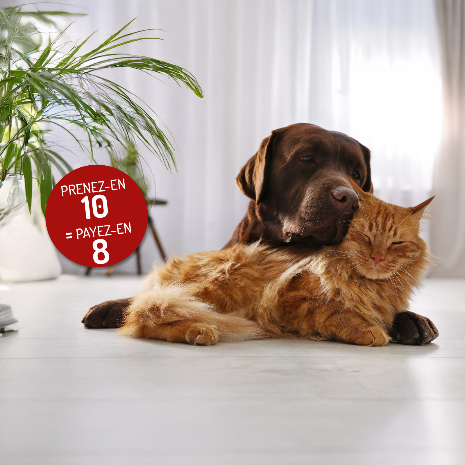 un chien et un chat allongés au sol