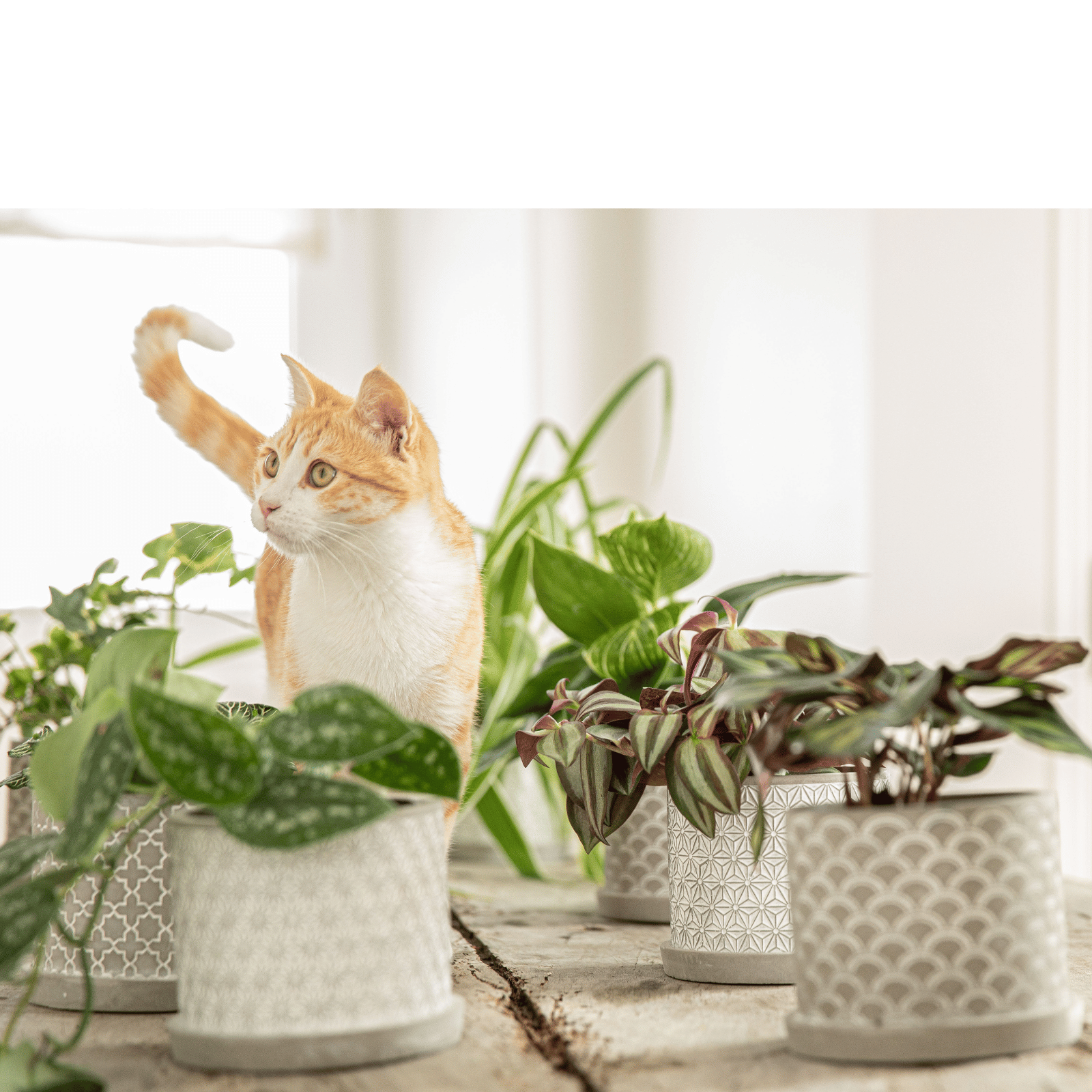 Chat roux sur une table avec des plantes