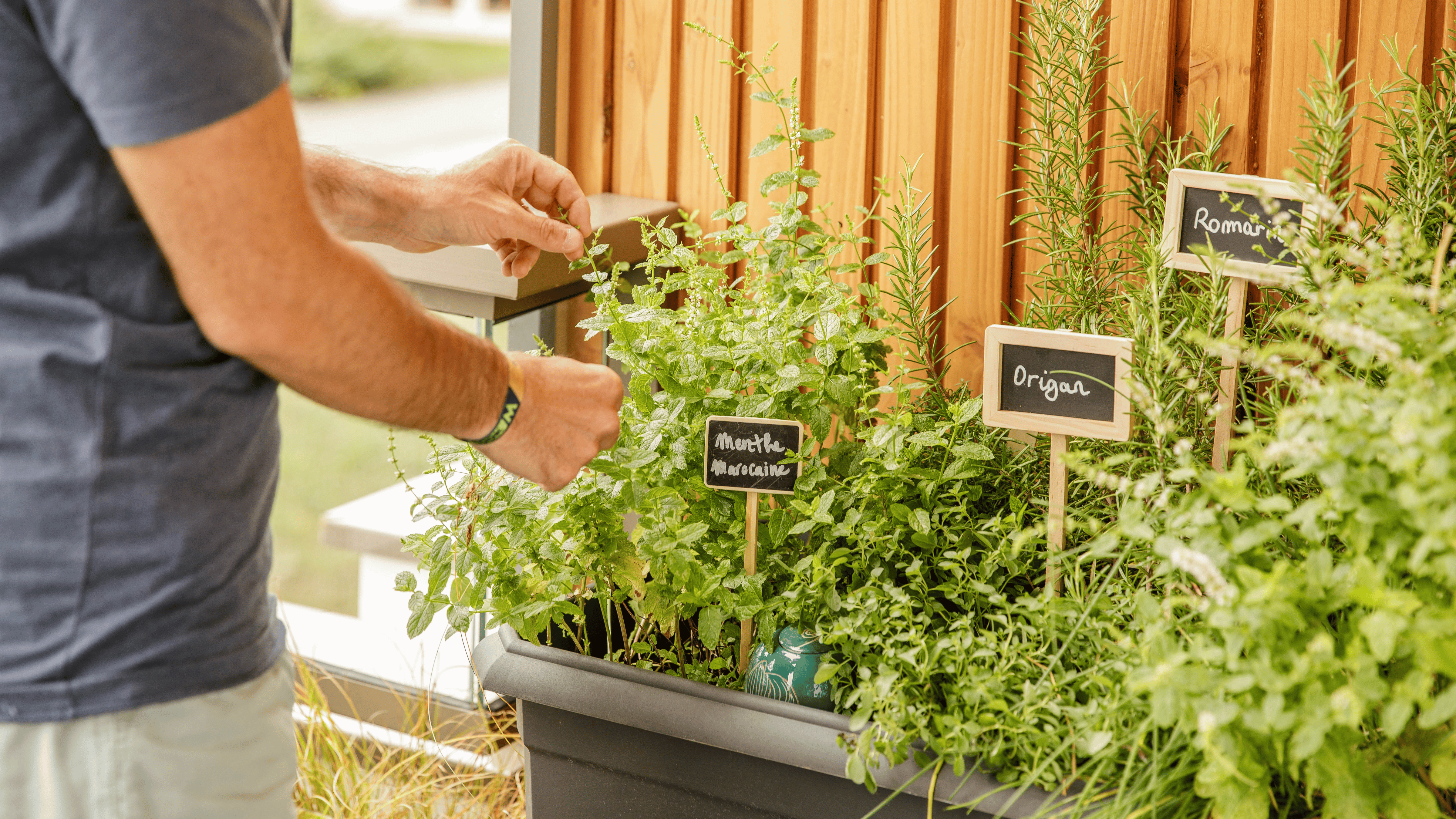 Un homme sur son balcon qui s'occupe de ses plantes aromatiques dans une jardinière