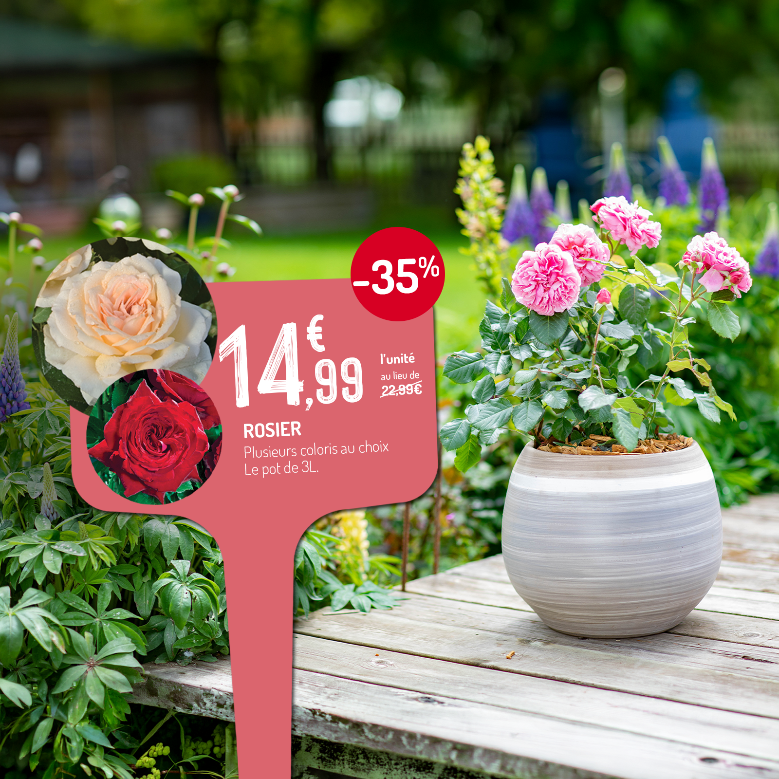 Un rosier en pot dans un jardin fleuri