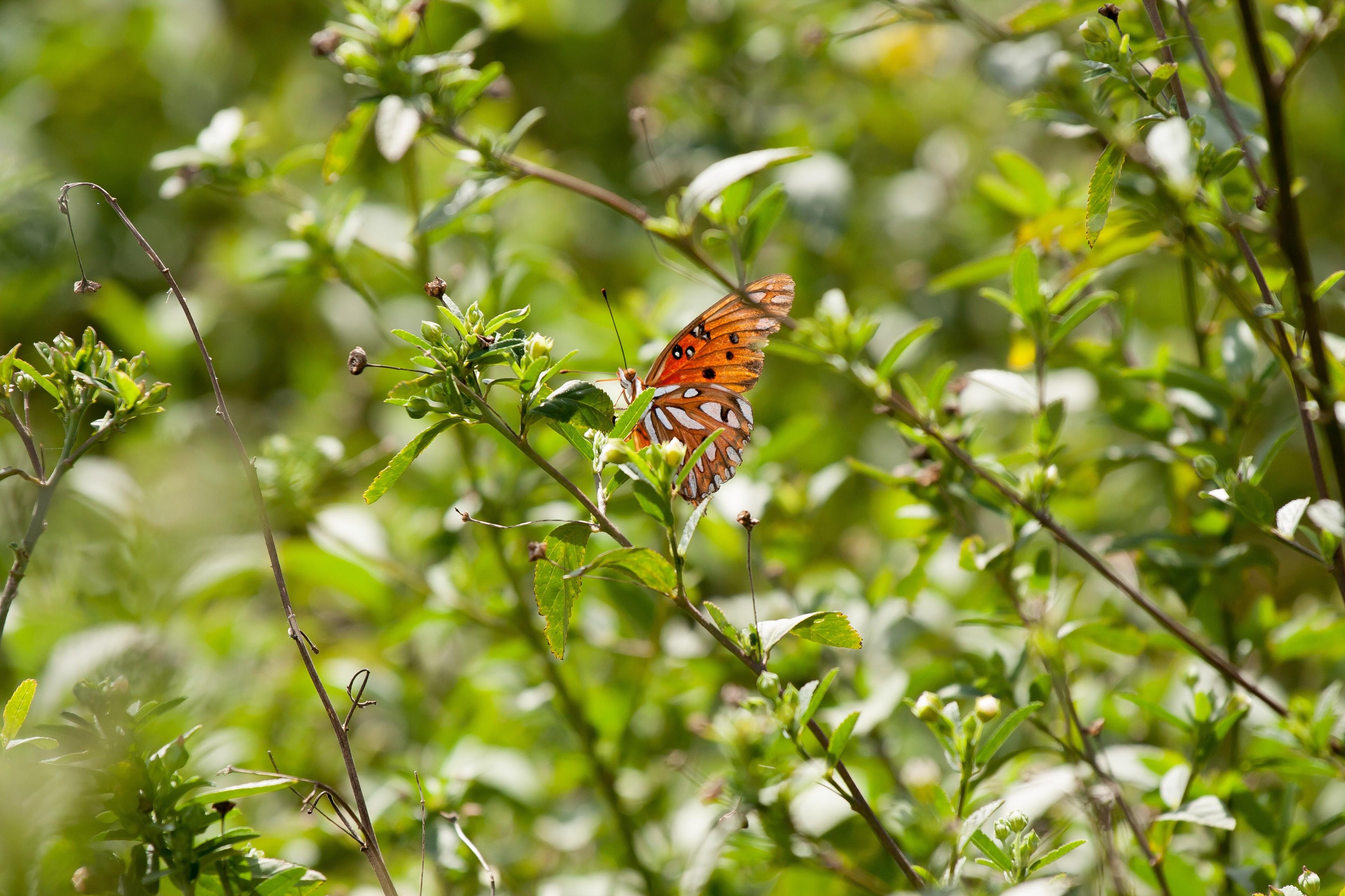 Un papillon posé sur une branche de haie dans un jardin