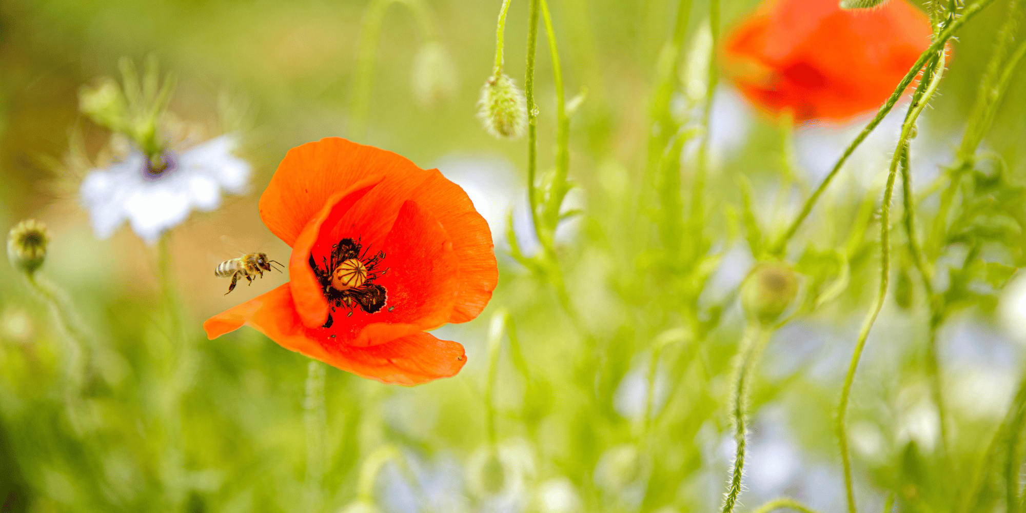 Une abeille qui butine un coquelicot dans une prairie