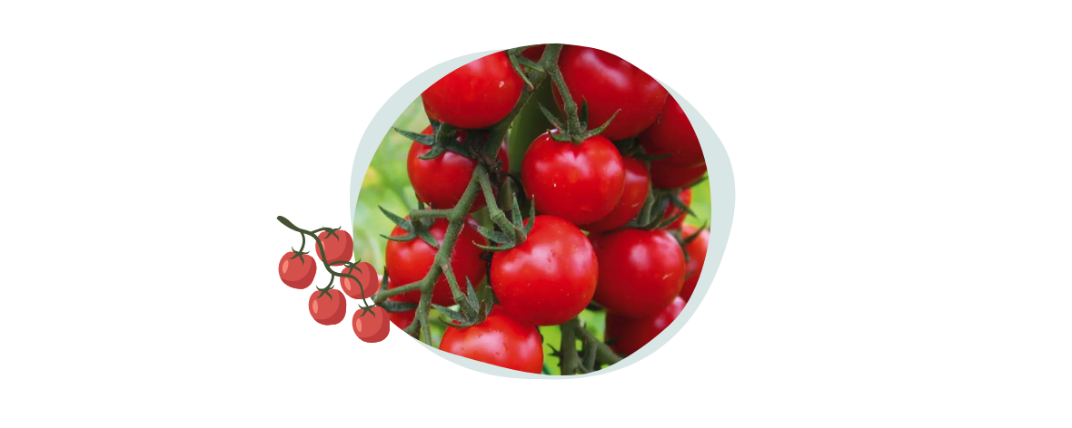 tomates-variété-supersweat 100
