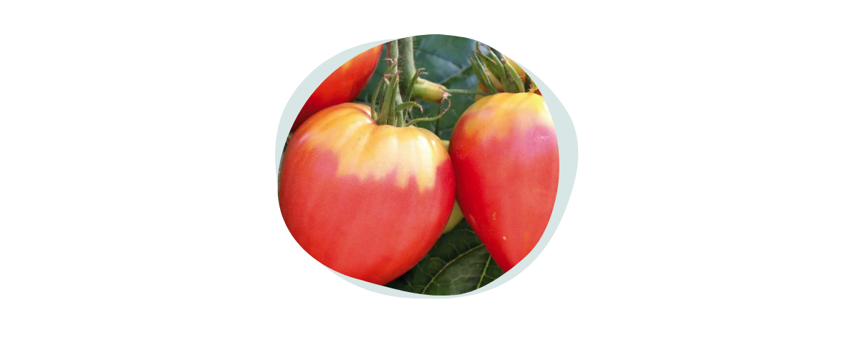 tomates-variété-allongée-coeur-de-boeuf
