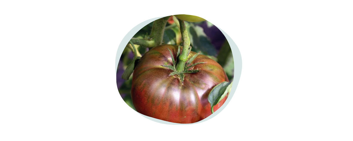 tomates-variété-anciennes-noire-de-crimée