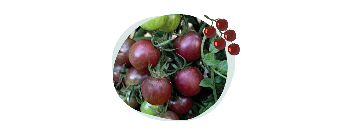 tomates-cerises-black-cherry