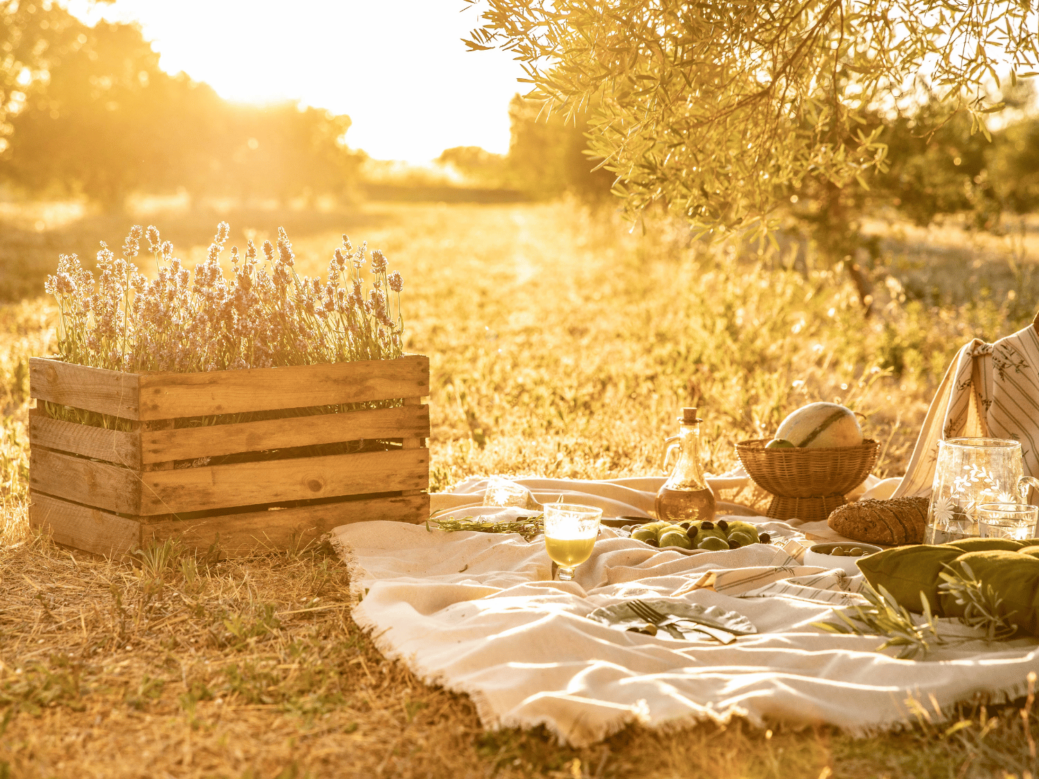 Un pique-nique d'été dans un champ sous un olivier au coucher de soleil avec une nappe, de la vaisselle et des lavandes dans une cagette