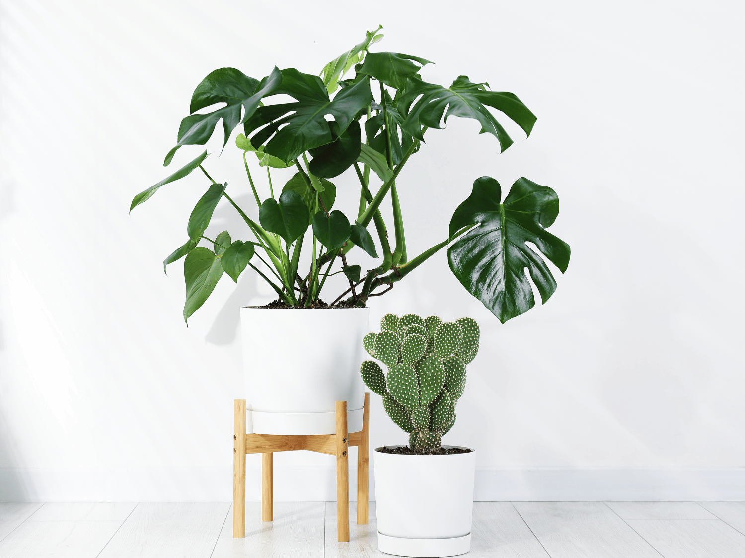 Un philodendron en pot sur une petite chaise