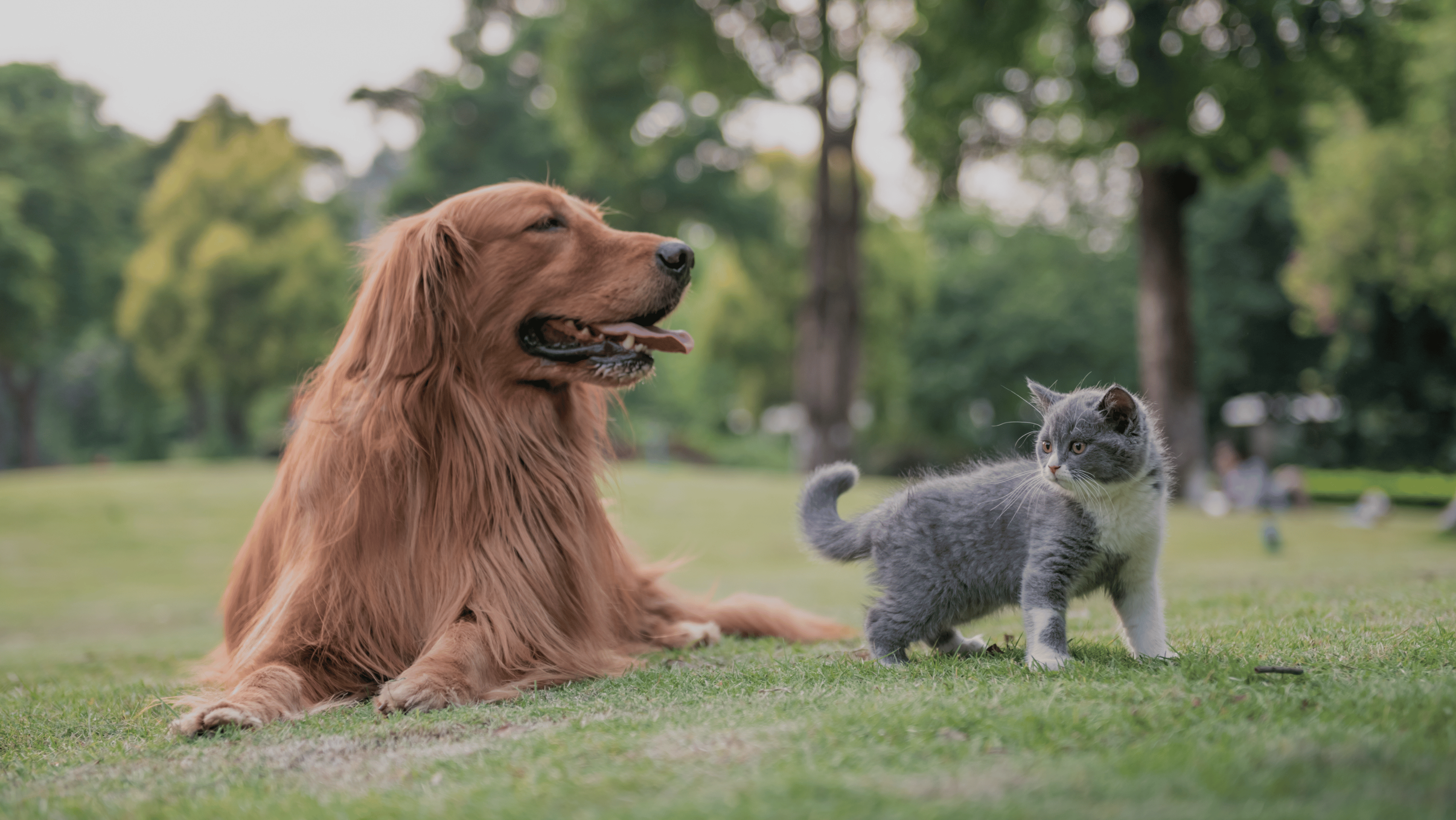 Un chien et un chat dans l'herbe