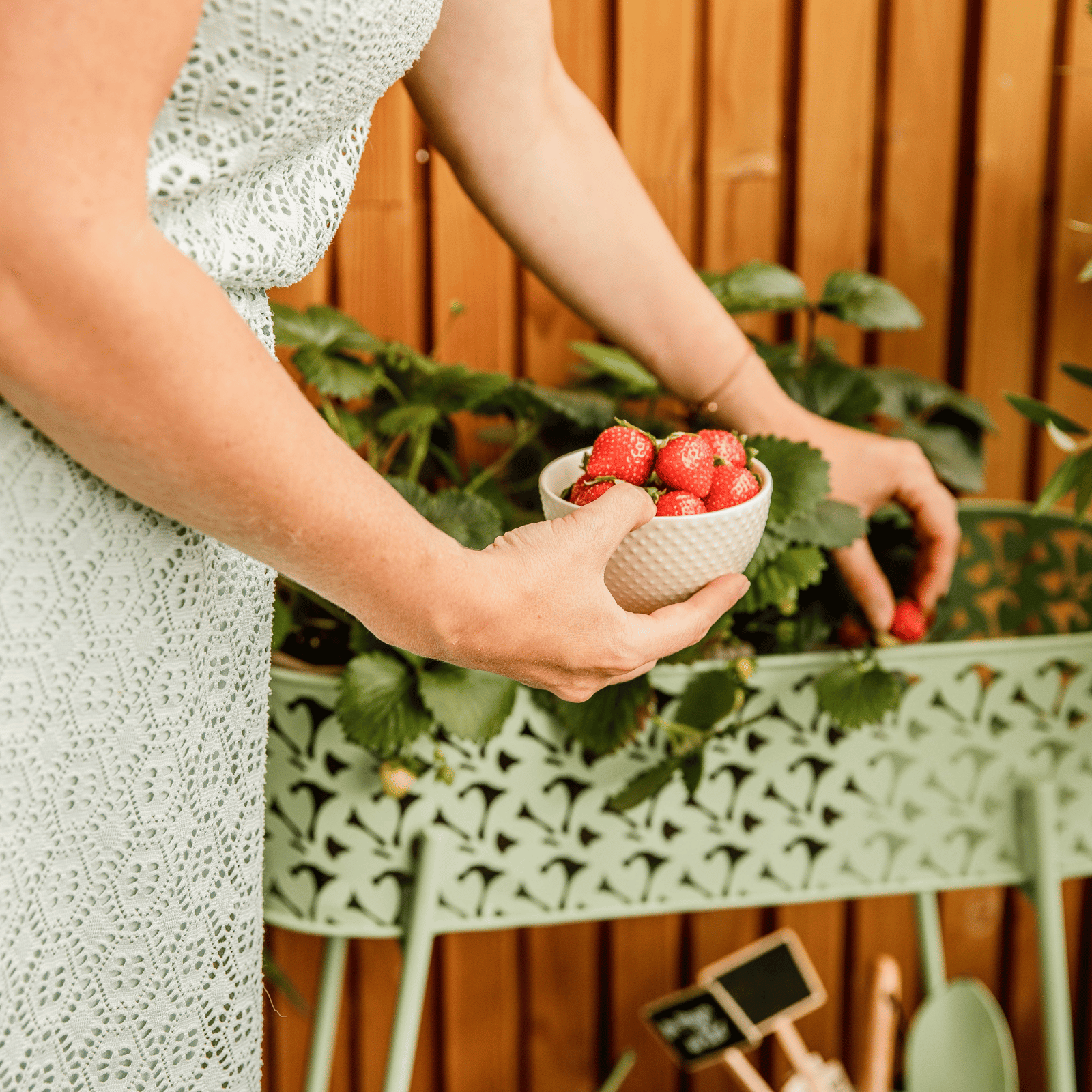Une femme qui récolte des fraises dans son potager gourmand