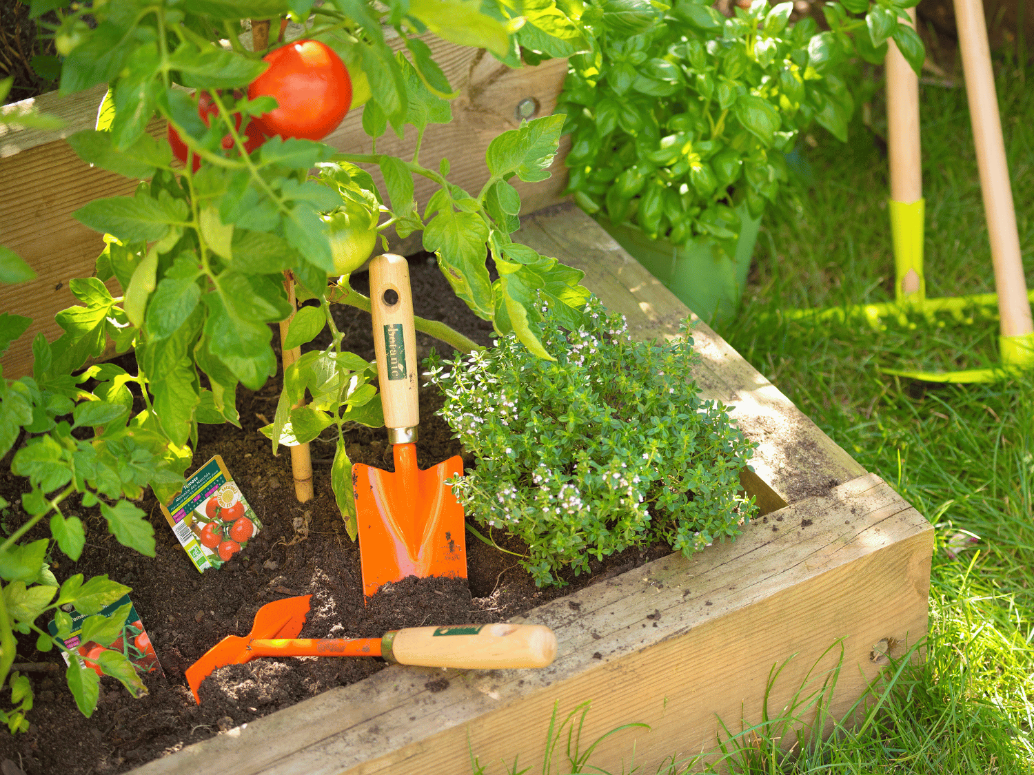 Une jardinière avec des plants de tomates