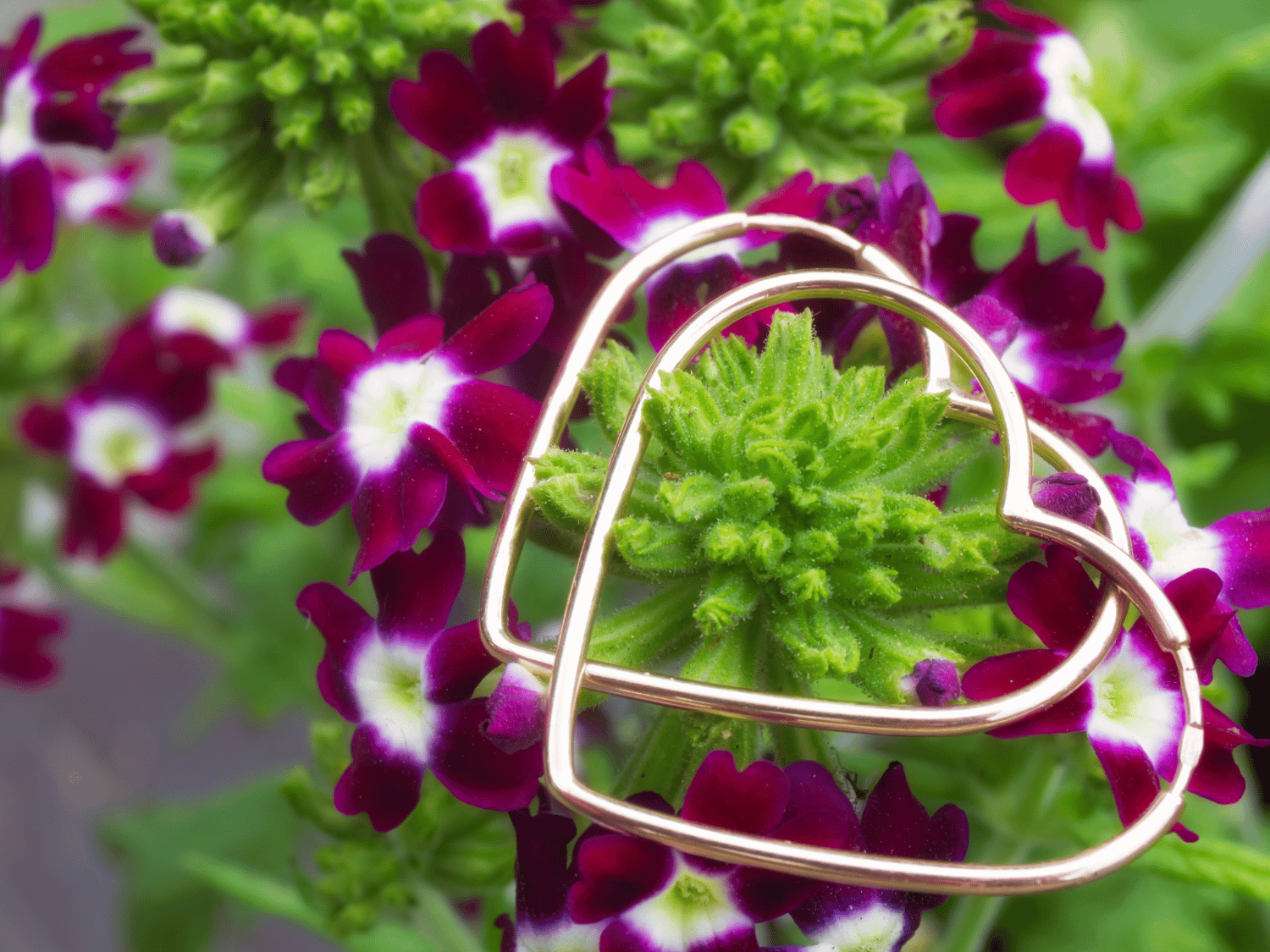 Un zoom sur des fleurs de verveine avec des anneau en forme de coeur