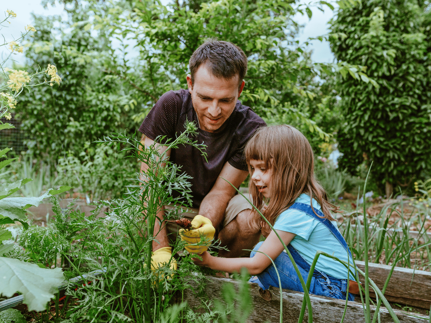 Un père et sa fille au potager qui ramassent des carottes