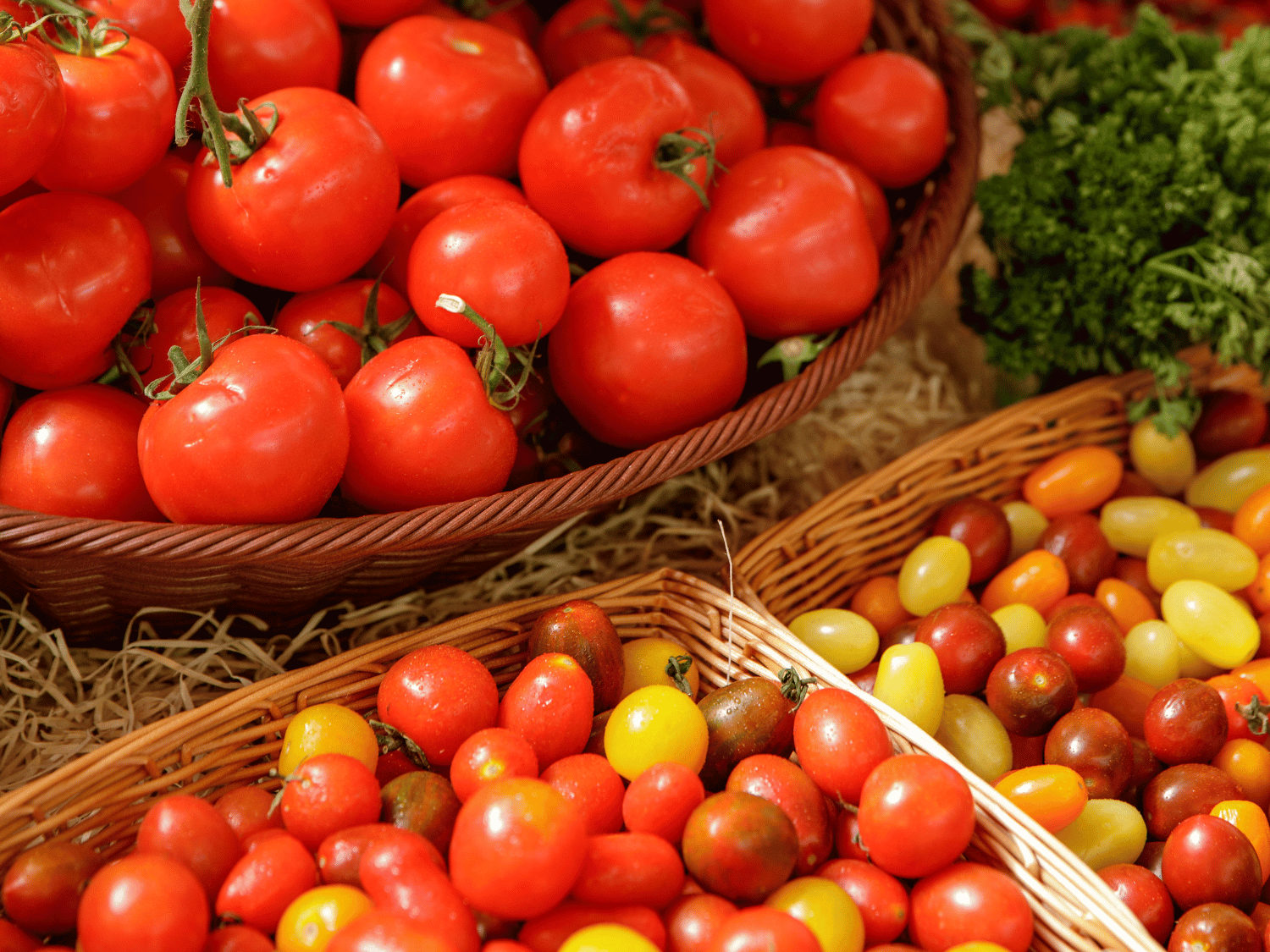 Tomates et tomates cerises en étalage