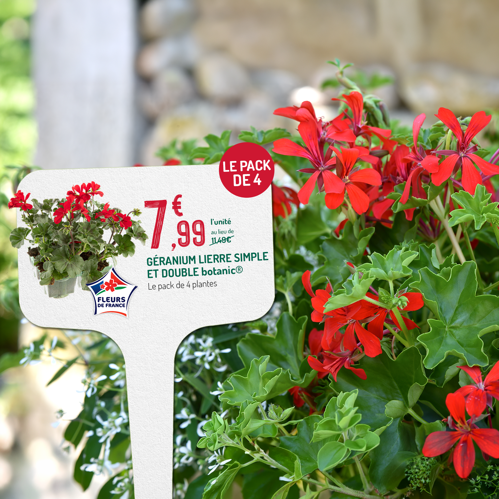 Géraniums en promotion