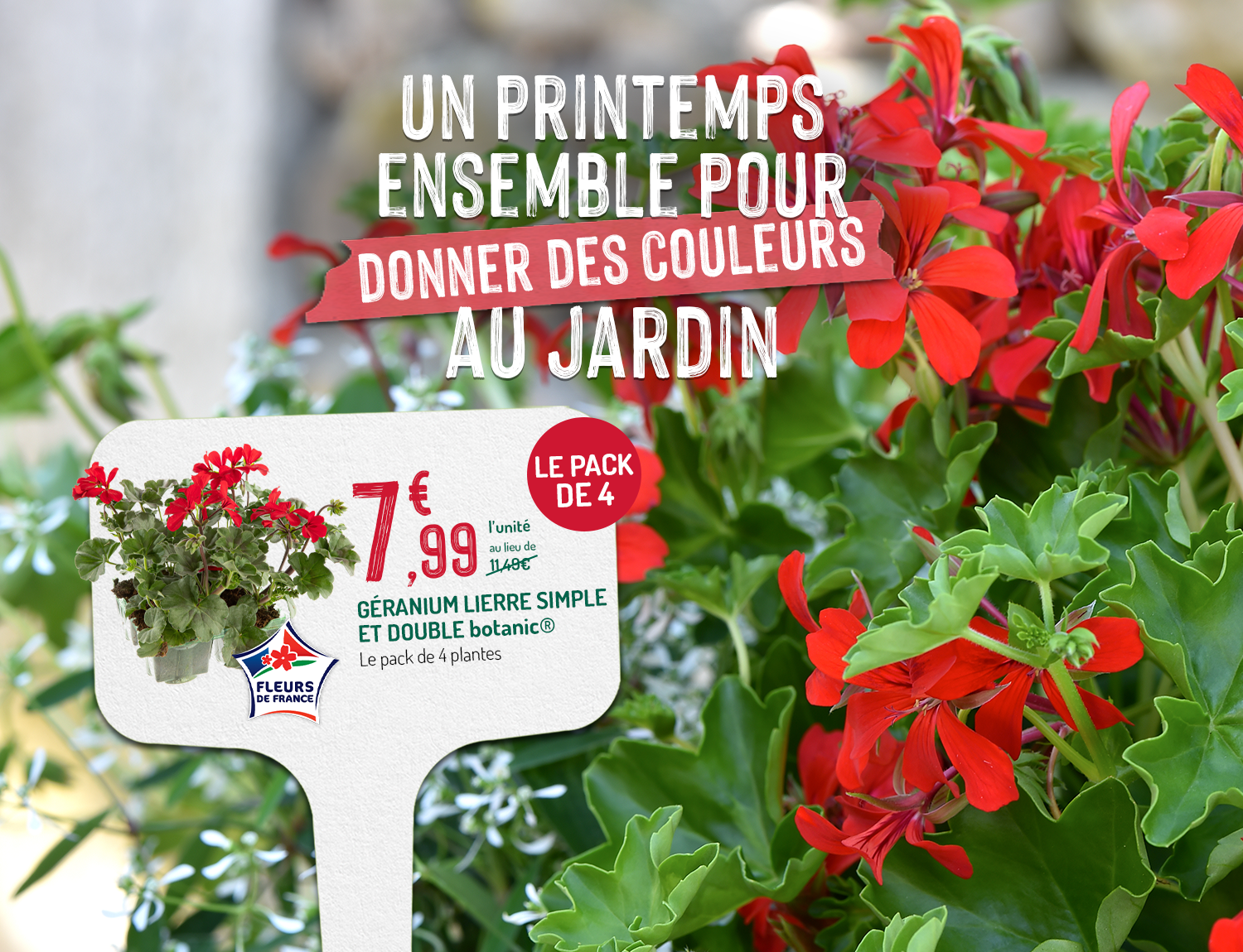 Géraniums en promotion