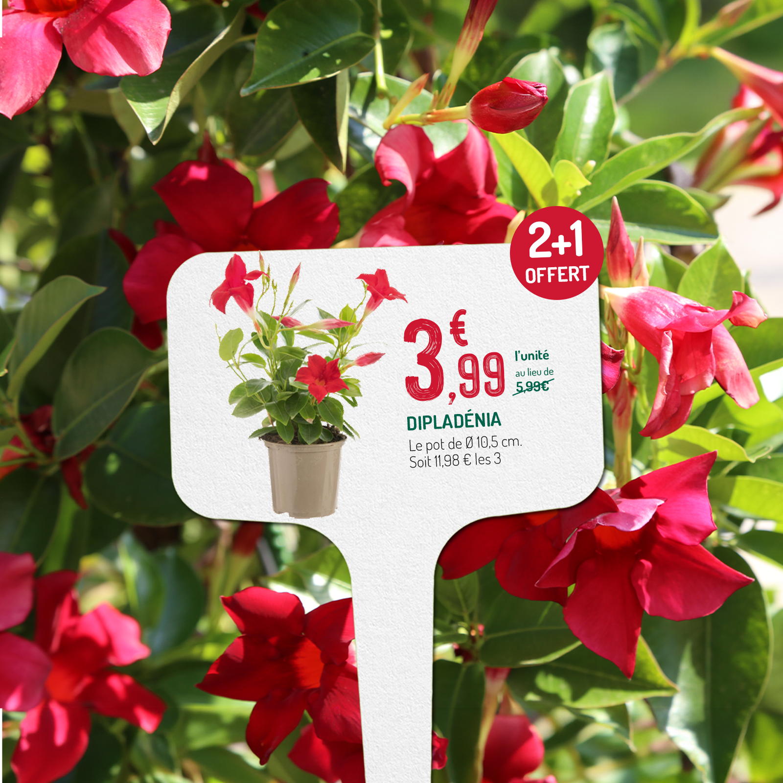 dipladénias en promotion