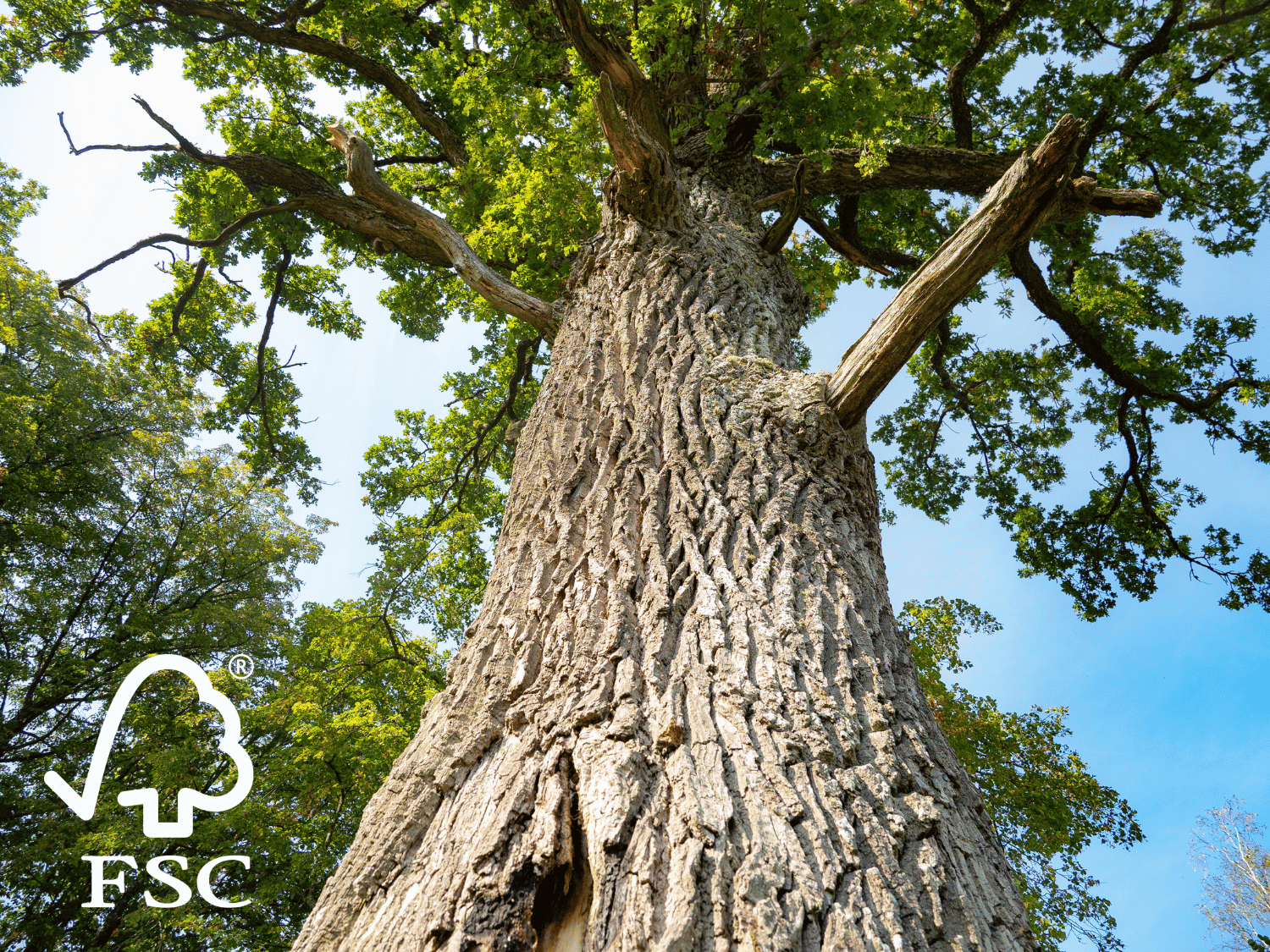 Visuel et texte label FSC