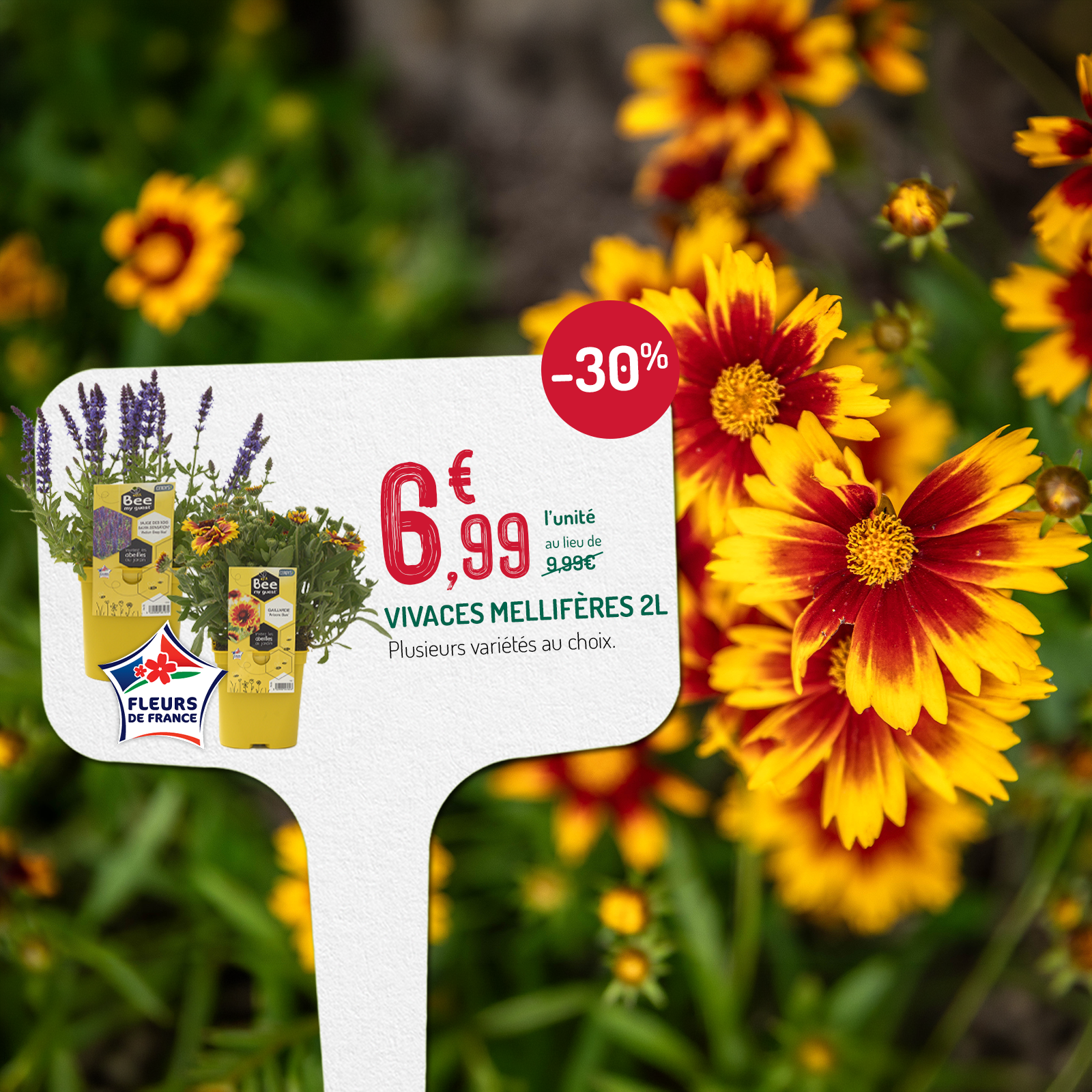 Mise en avant d'une offre sur les vivaces pour le printemps