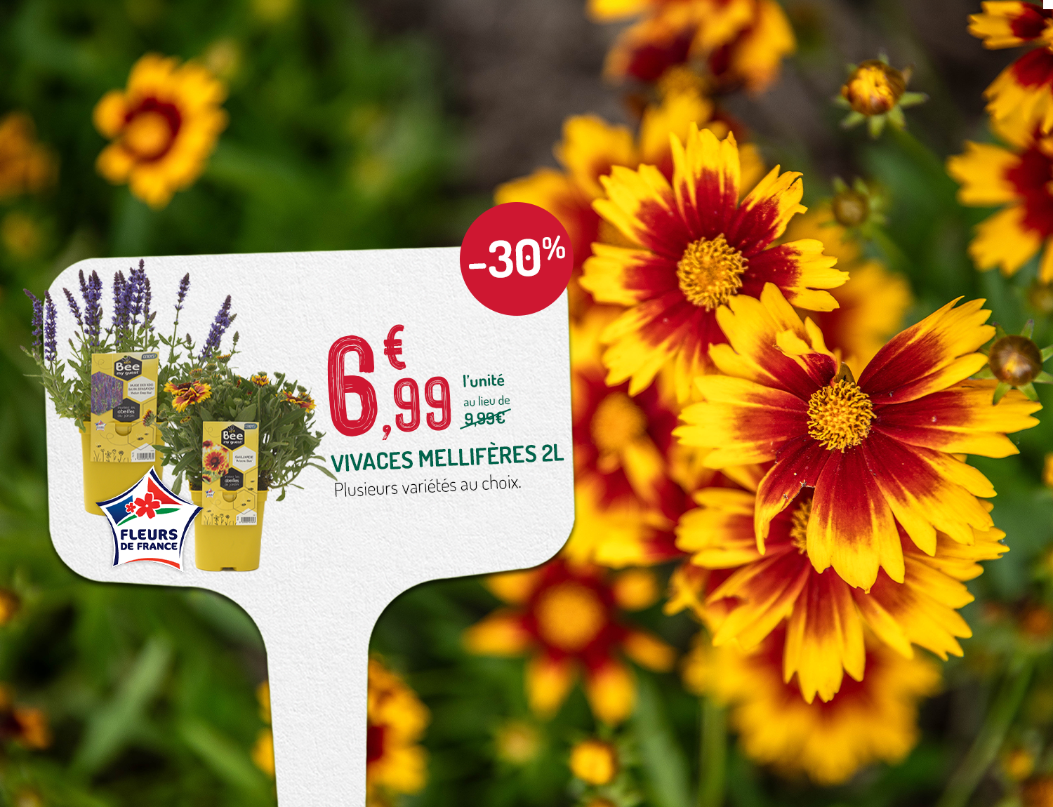 Mise en avant d'une offre sur les vivaces de printemps