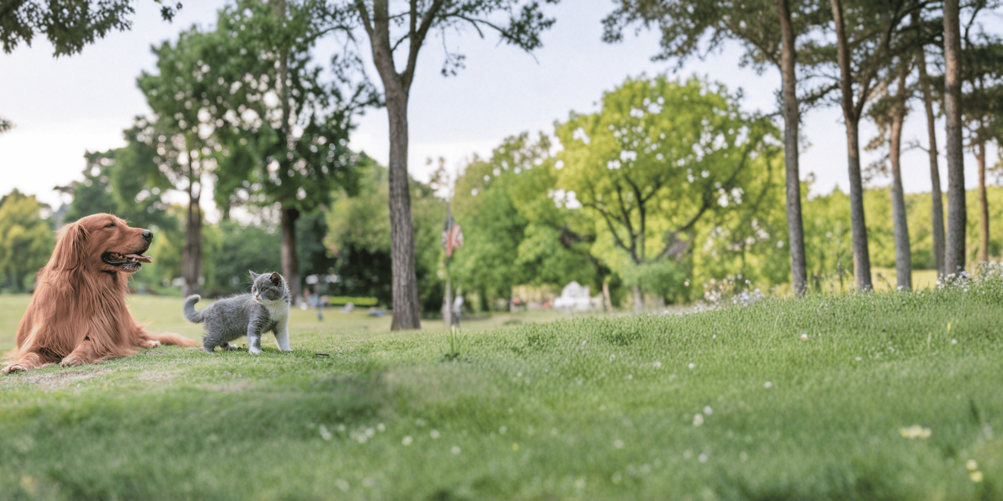 Un chien et un chat dans un parc