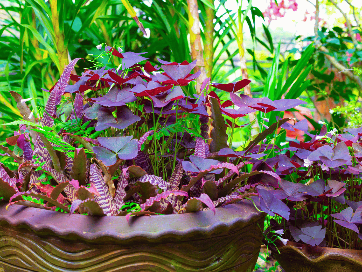 Oxalis en pot en extérieur