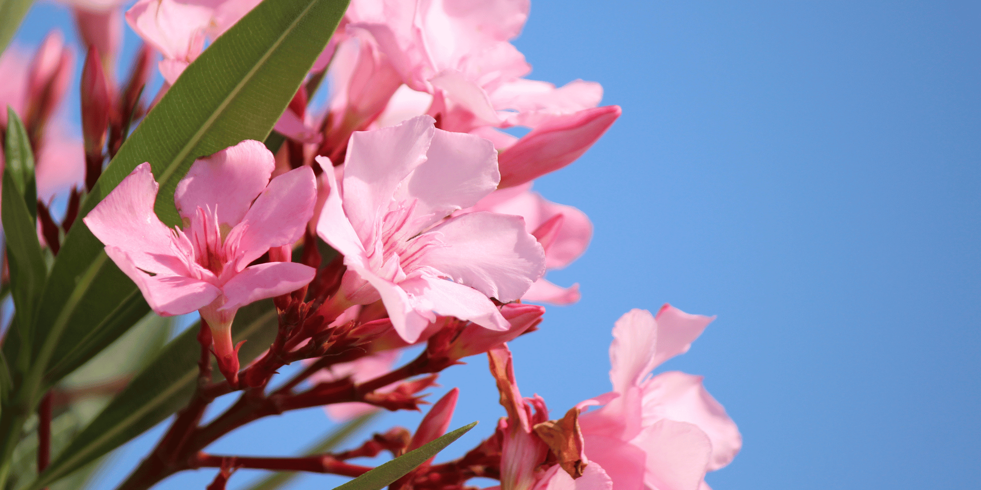 Zoom sur des fleurs de laurier rose