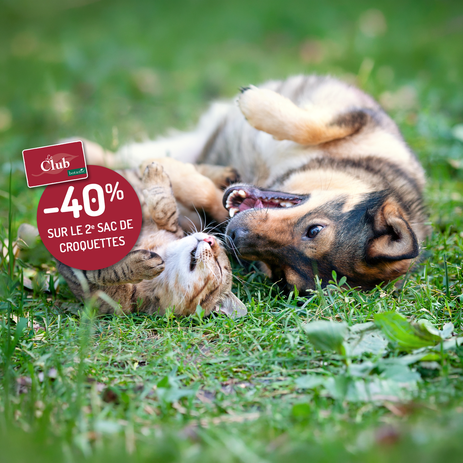 Un chien et un chat en train de jouer ensemble dans l'herbe