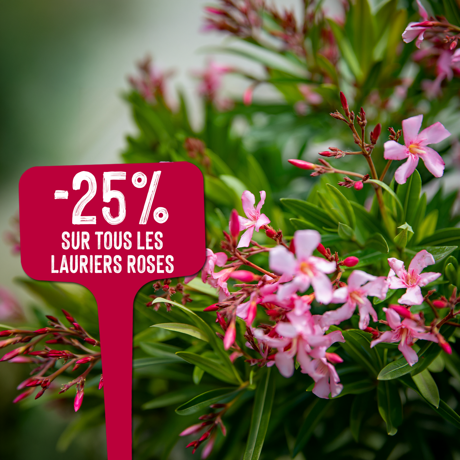 Des lauriers roses en fleurs