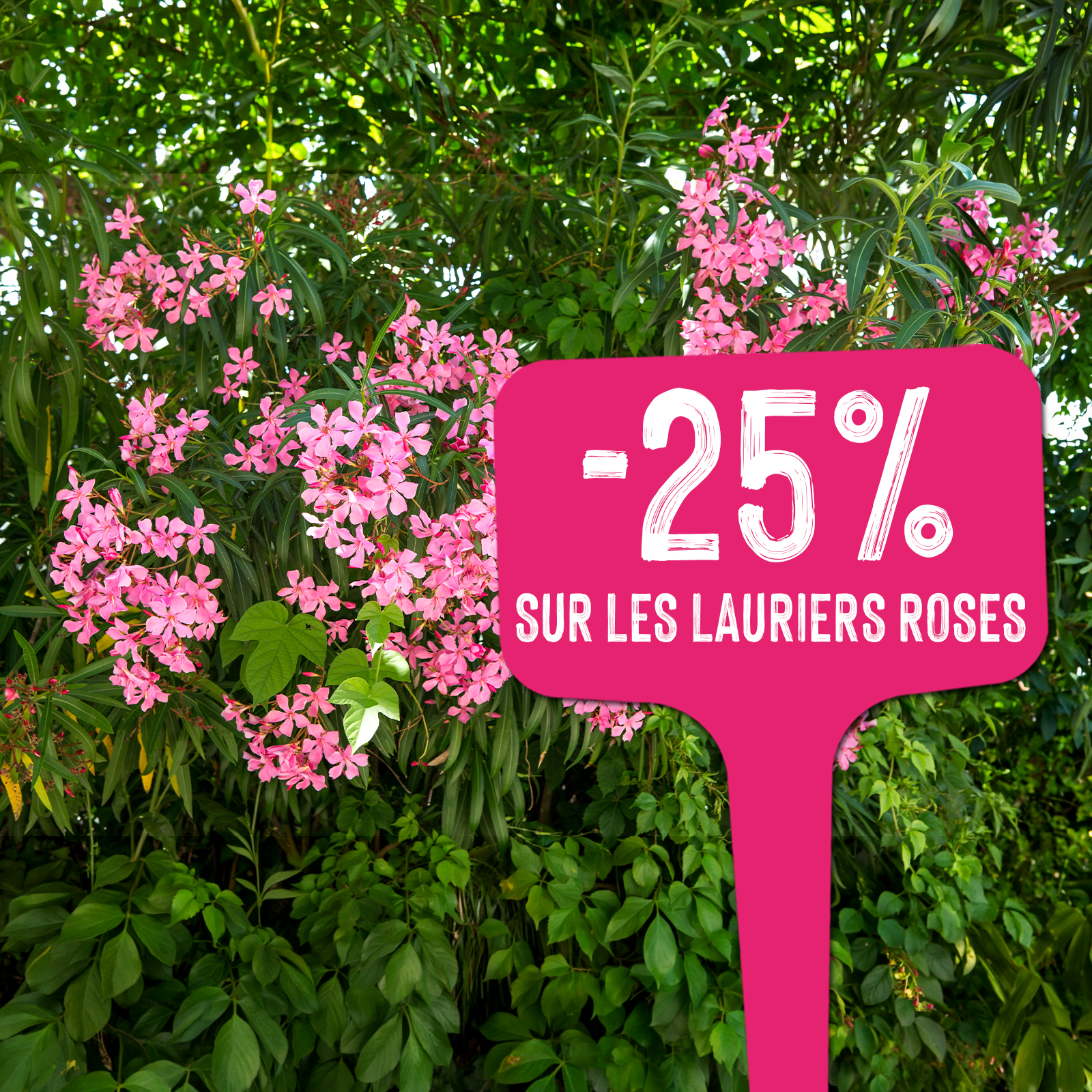 Des lauriers roses en fleurs