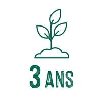 Plantation pleine terre