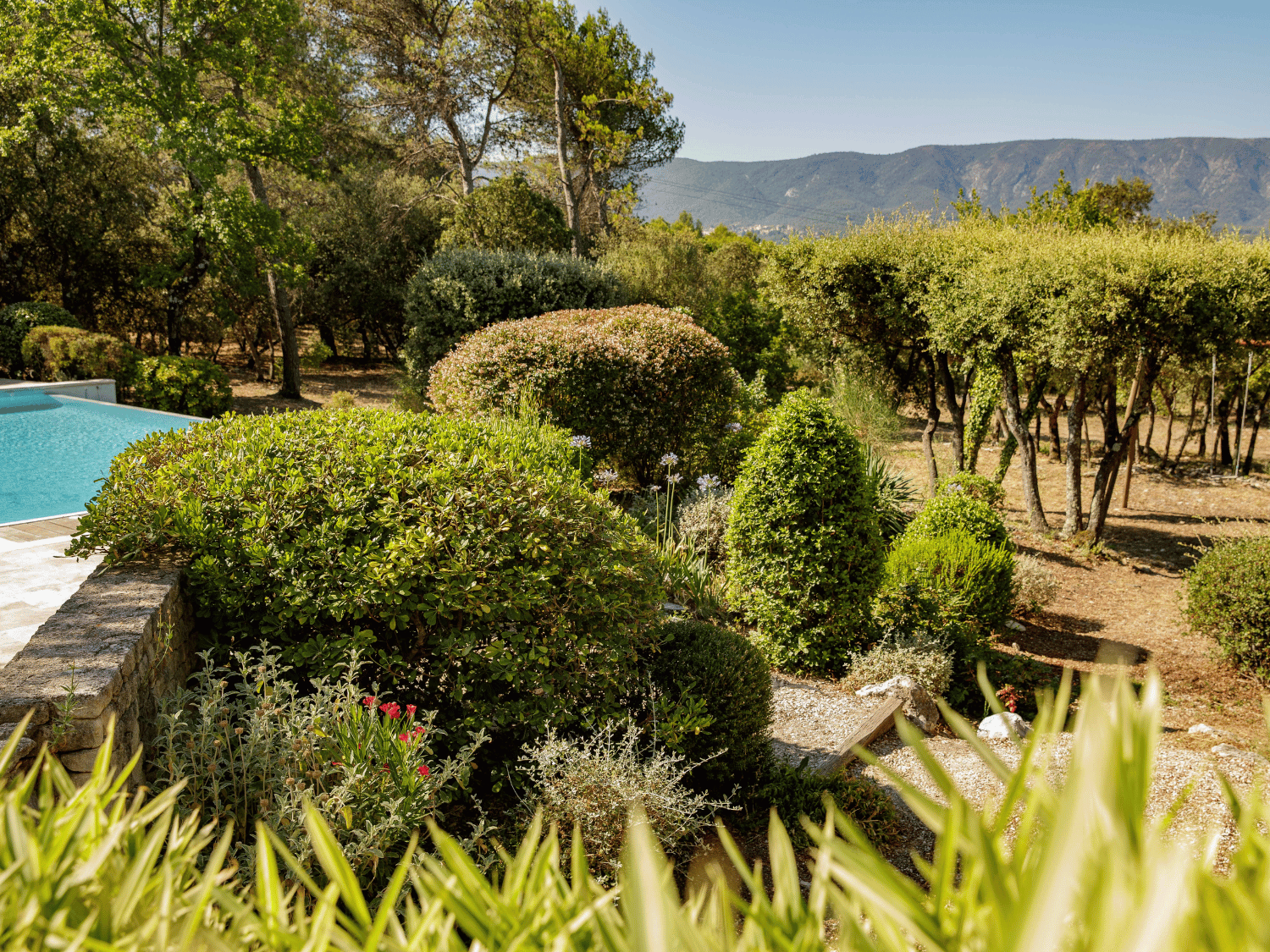 Un jardin du sud avec des plantes résistantes à la sécheresse