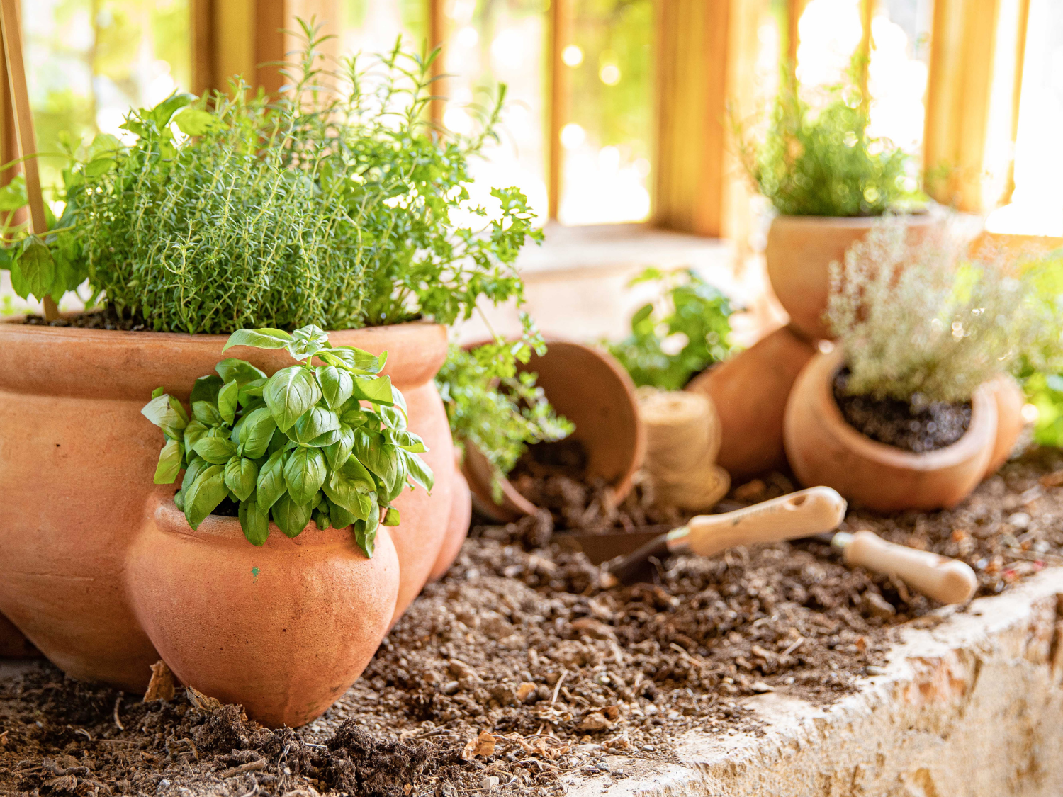 Des pots en terre cuite contenant des aromatiques dans la terre