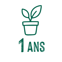 Plantation en pot