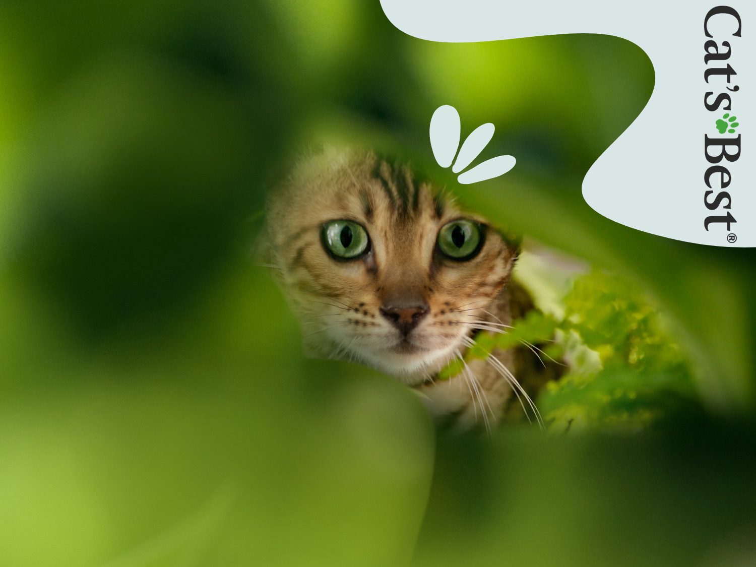 Un chat aux yeux verts derrière des plantes