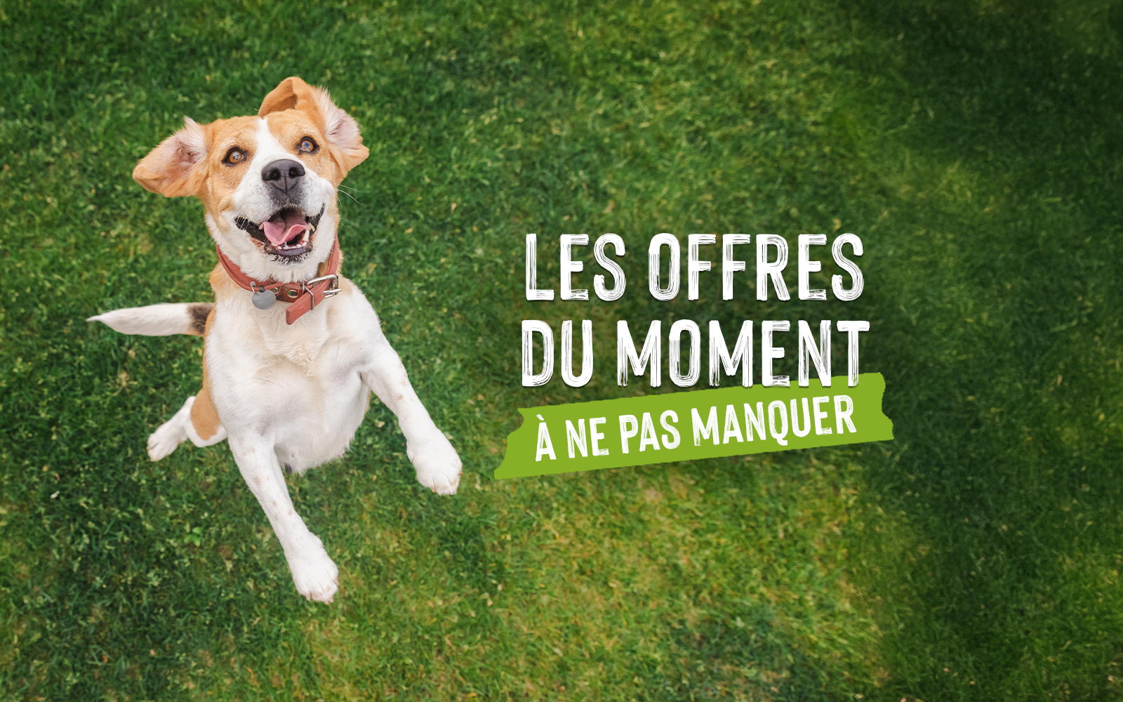Un chien en train de sauter dans un jardin