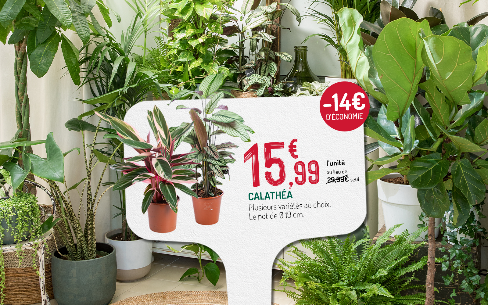 Offre exceptionnelle sur des calathéas avec une économie de 14€