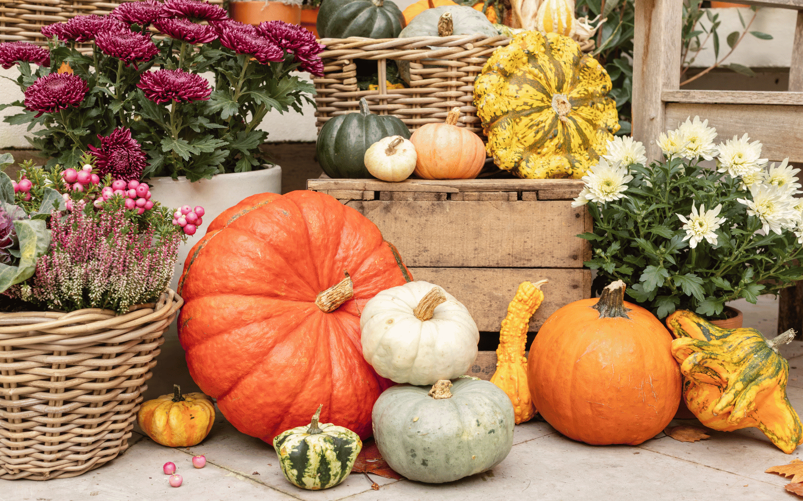 Un extérieur avec des coloquintes aux couleurs orange, jaune et blanche