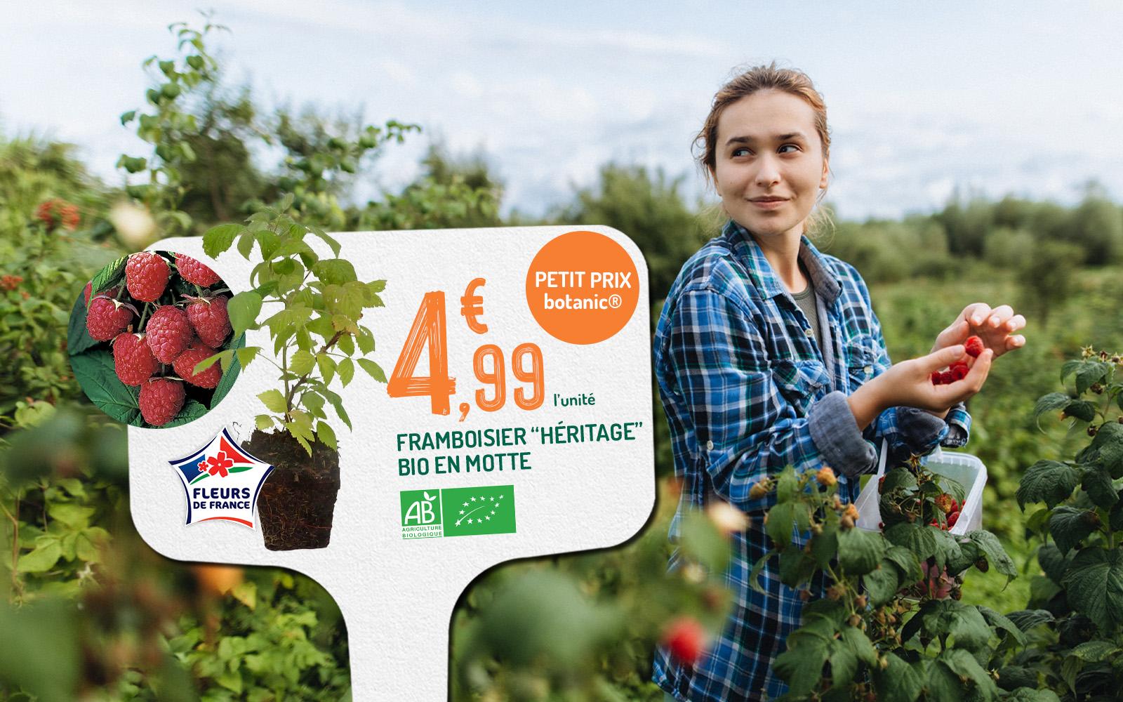 Offre sur un framboisier en motte à petit prix