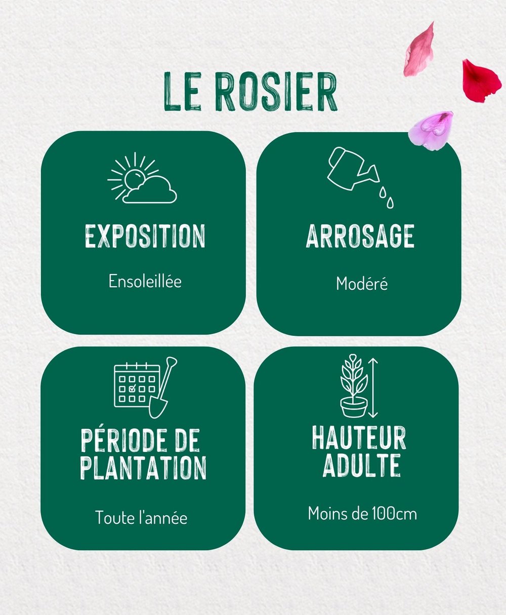 Comment planter et entretenir un rosier — free download
