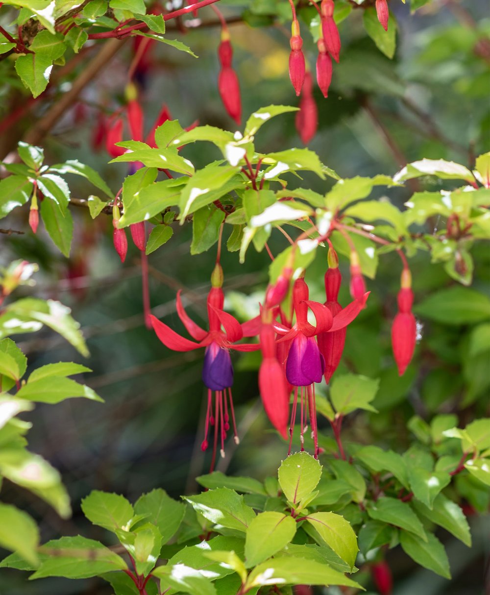 comment-planter-et-entretenir-un-fuchsia