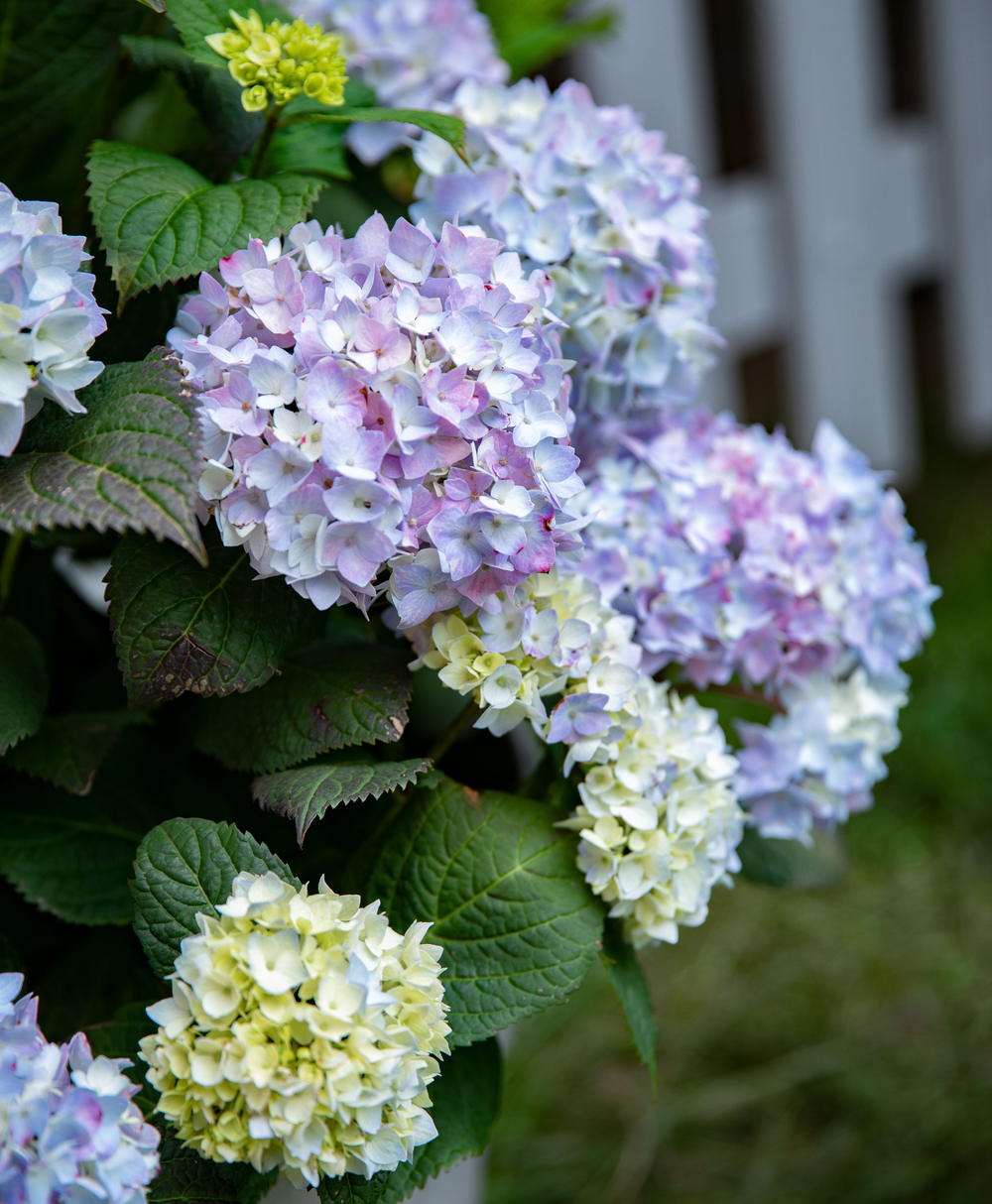 Comment planter et entretenir un hortensia — free download