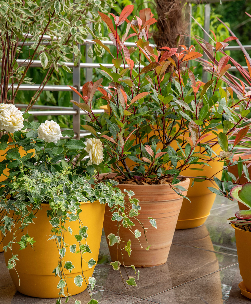 Botanic Plante Exterieurnull