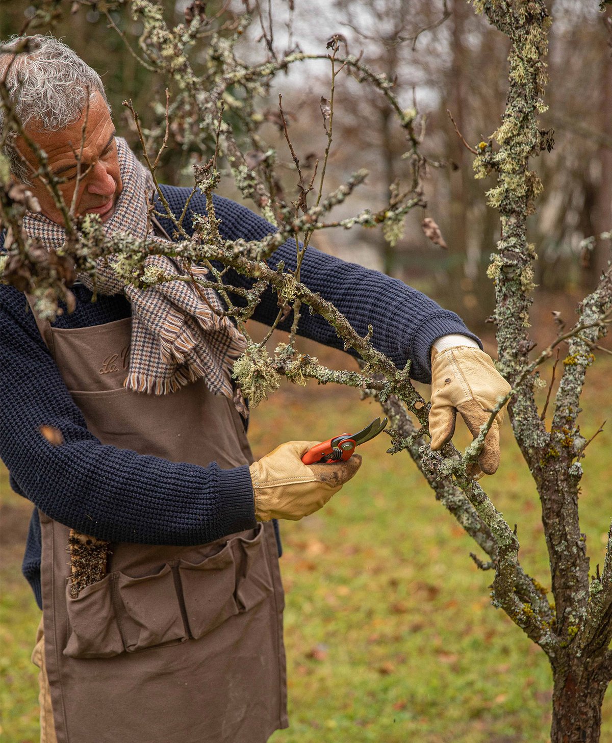 comment-planter-et-entretenir-un-abricotier