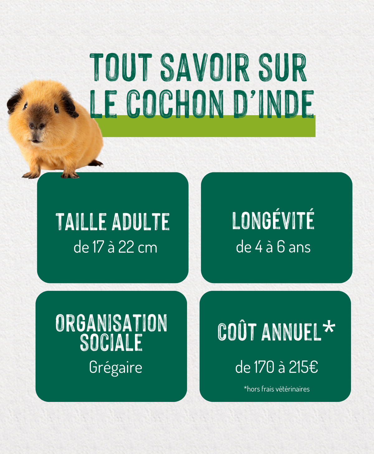 Tout savoir sur le cochon d'Inde — free download