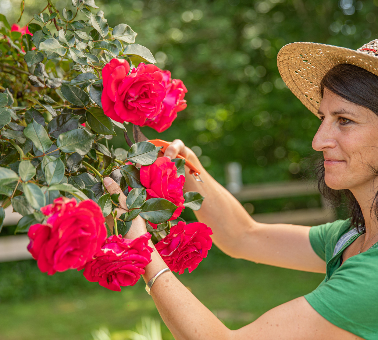 Comment planter et entretenir un rosier — free download