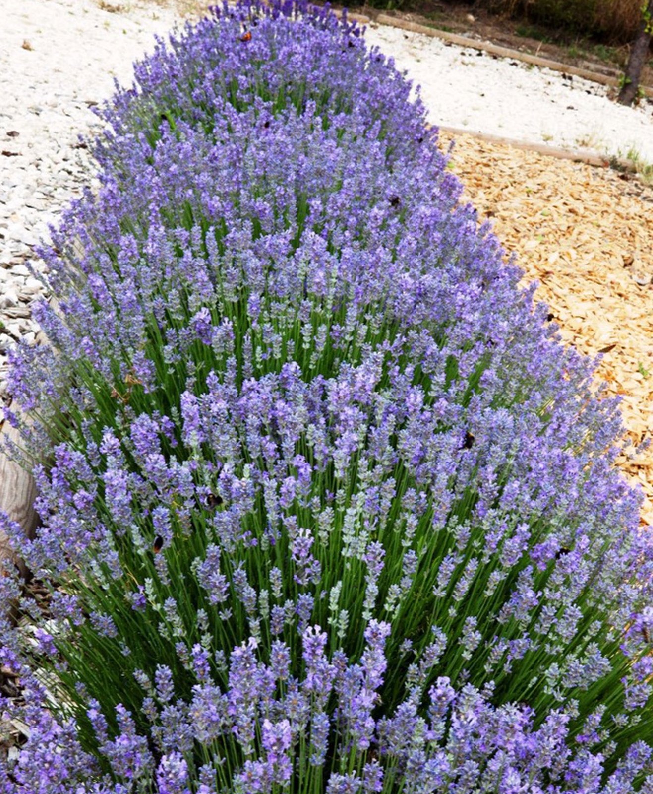 Comment Planter Et Entretenir Des Lavandes Comment Planter Et Entretenir Des Lavandes