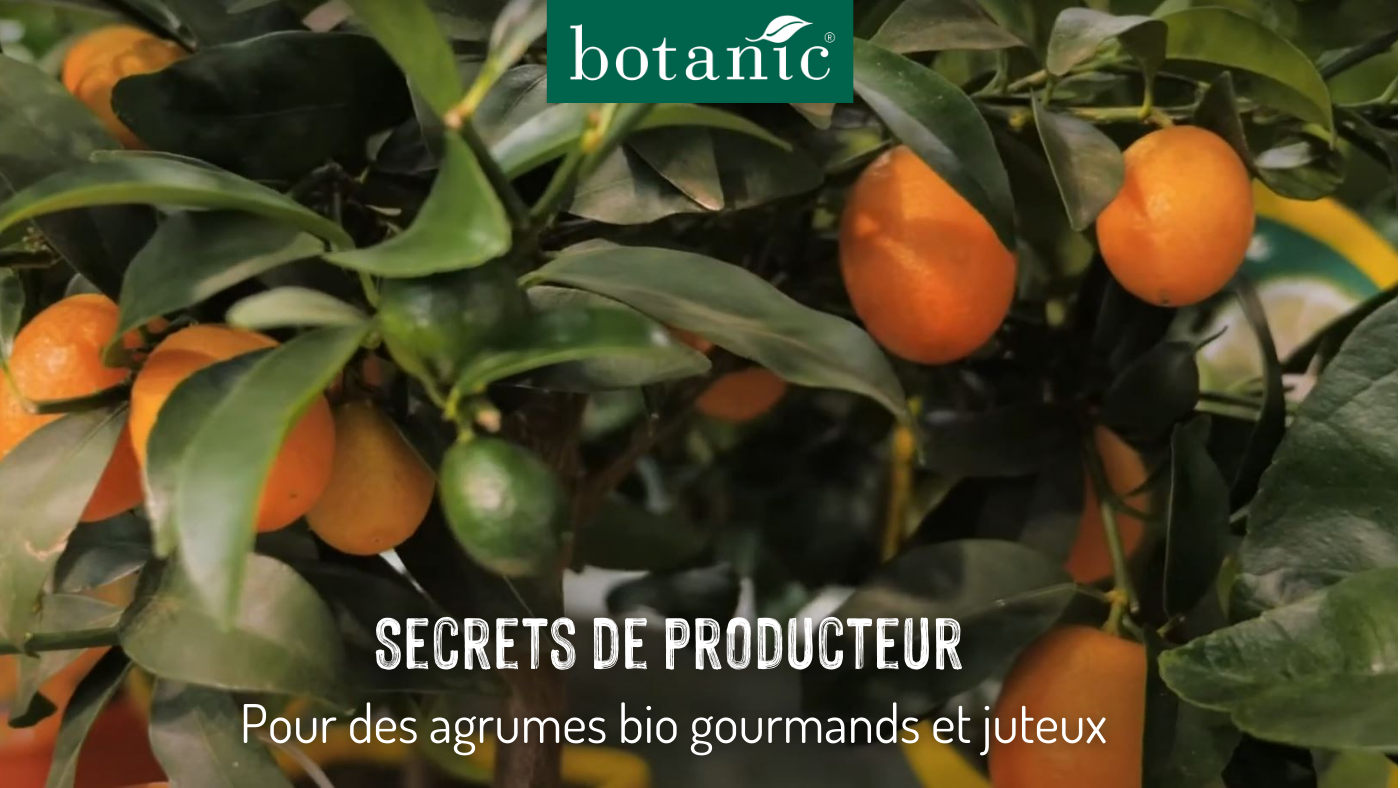 Agrumes et agrumatiques à cultiver au jardin ou en pot — free download