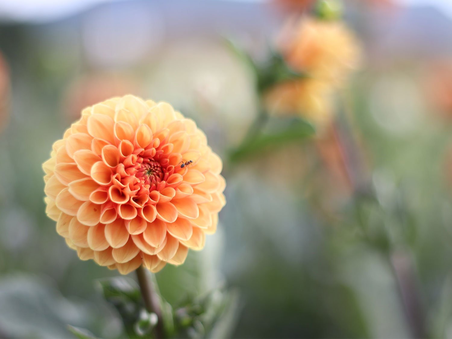Comment planter et entretenir un dahlia — free download