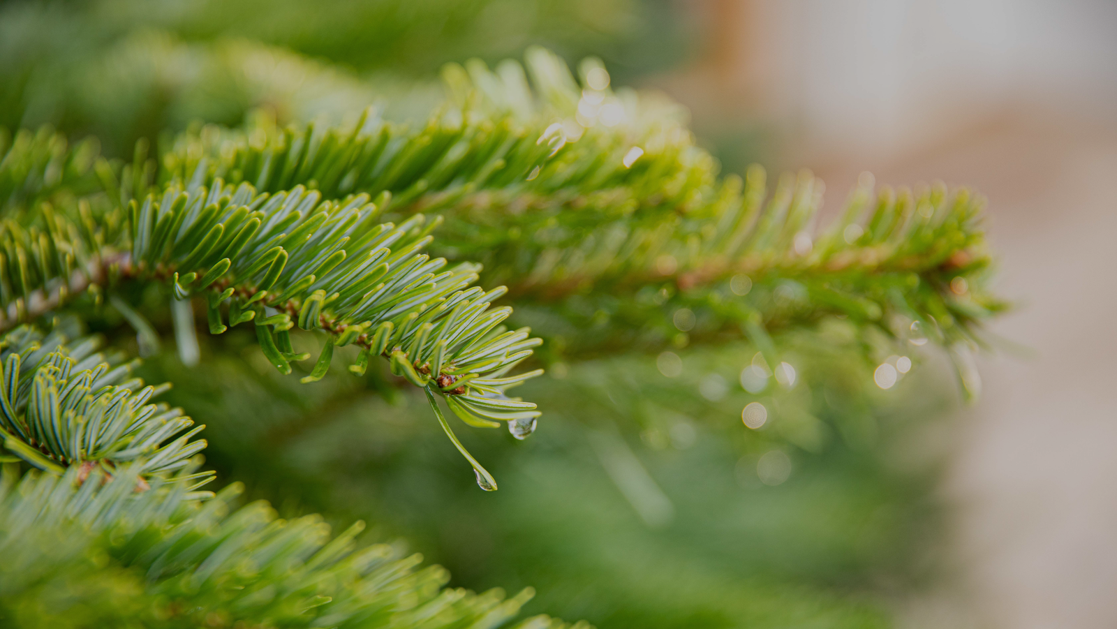 Sapins de Noël Naturels chez botanic® Nordmann, Épicéa, Nobilis — free download